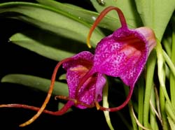 masdevallia_glandulosa2_ws_cd