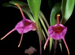 masdevallia_glandulosa_cd