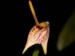 masdevallia_guttulata_cd