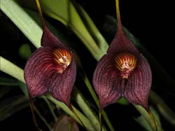 masdevallia_hercules_cd