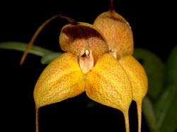 masdevallia_instar2_cd