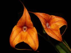 masdevallia_kimballiana2_ws_cd