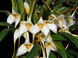 masdevallia_leucantha_ws_cd