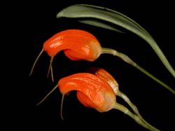 masdevallia_limax_cd