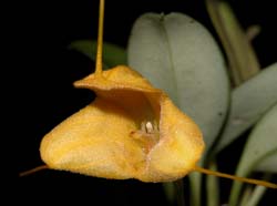 masdevallia_medinae2_cd