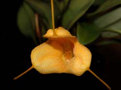 masdevallia_medinae_cd