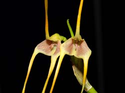 masdevallia_mezae_ws_cd