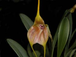 masdevallia_monikana_ws_cd