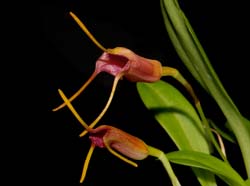 masdevallia_mystica_ws_cd