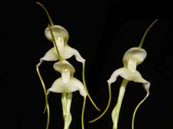 masdevallia_nivea_ws_cd