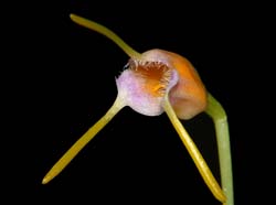 masdevallia_paivaeana_ws_cd