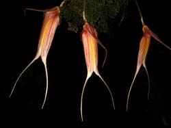 masdevallia_patulata_cd