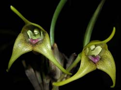 masdevallia_peristeria_cd