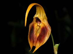 masdevallia_pinocchio_cd