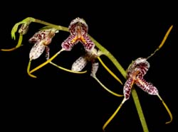 masdevallia_polysticta_ws_cd