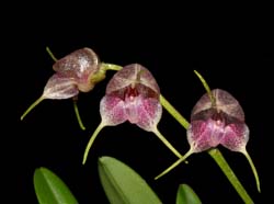 masdevallia_porphyrea_WS_cd