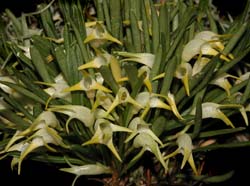 masdevallia_pseudominuta_cd