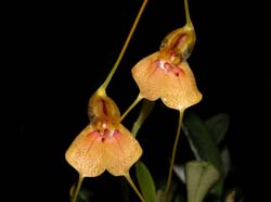 masdevallia_pteroglossa_cd