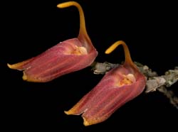 masdevallia_revoluta_cd