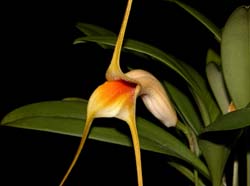 masdevallia_rex_cd