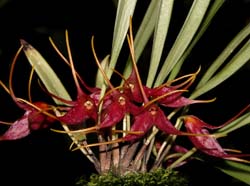 masdevallia_roseola_cd