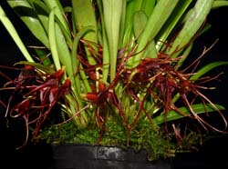 masdevallia_roseola_ws_cd