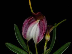 masdevallia_schroederiana_fulvescens_ws_cd