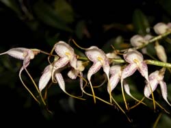 masdevallia_spathulifolia_cd