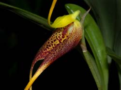 masdevallia_stenorhynchos_ws_cd