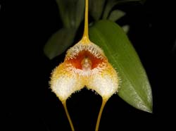 masdevallia_strobelii2_cd