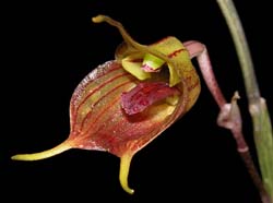 masdevallia_torta_ws_cd