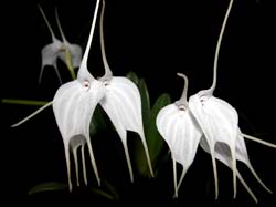 masdevallia_tovarensis2_cd