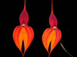 masdevallia_veitchiana_ws_cd