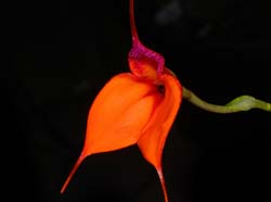 masdevallia_welischii_ws_cd