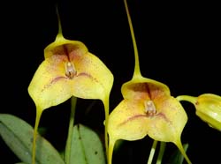 masdevallia_wubbenii_ws_cd