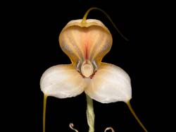 masdevallia_xanthina_cd