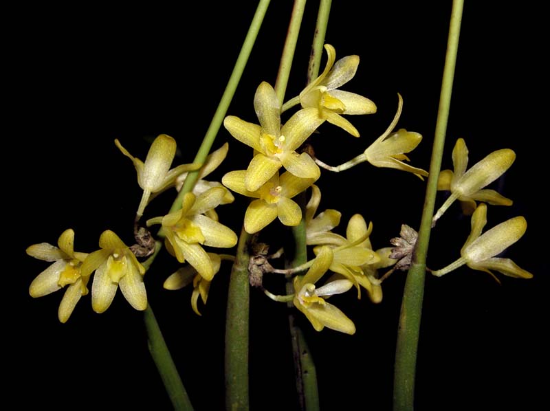 Octomeria_juncifolia_ws_cd