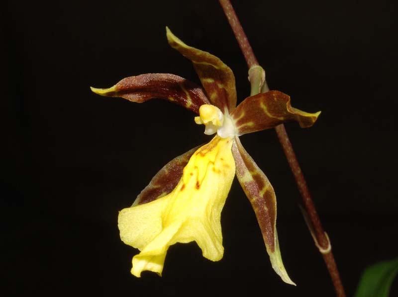 Oncidium schildhauerianum