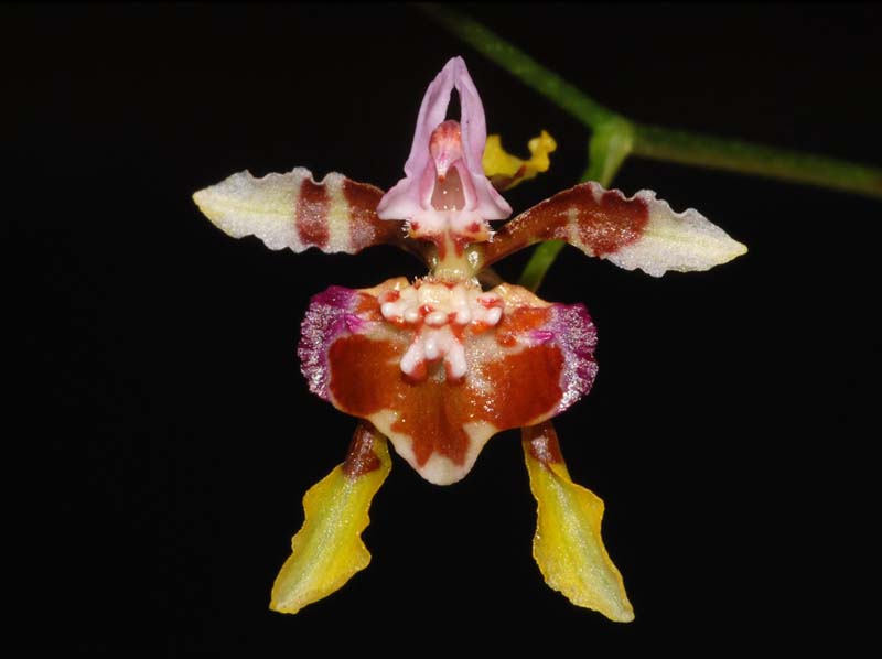 Oncidium_ionopterum_ws_cd