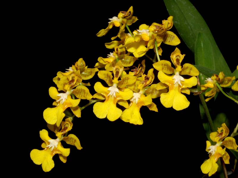 Oncidium_pyramidale_ws_cd