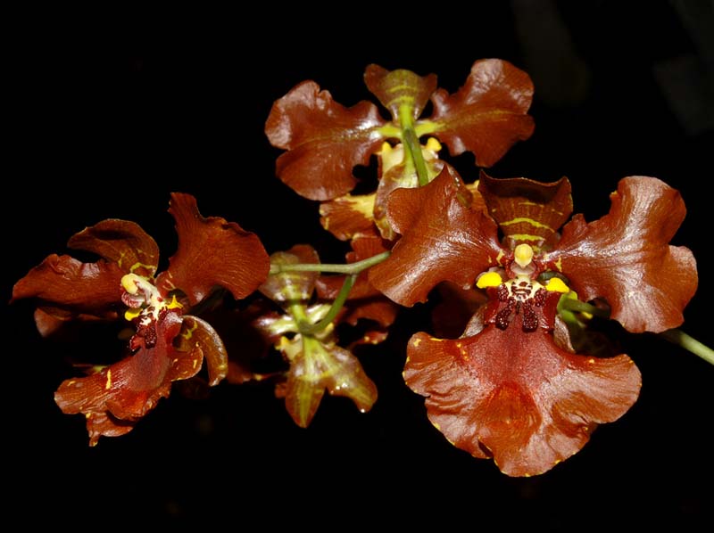 Oncidium_zappii_ws_cd