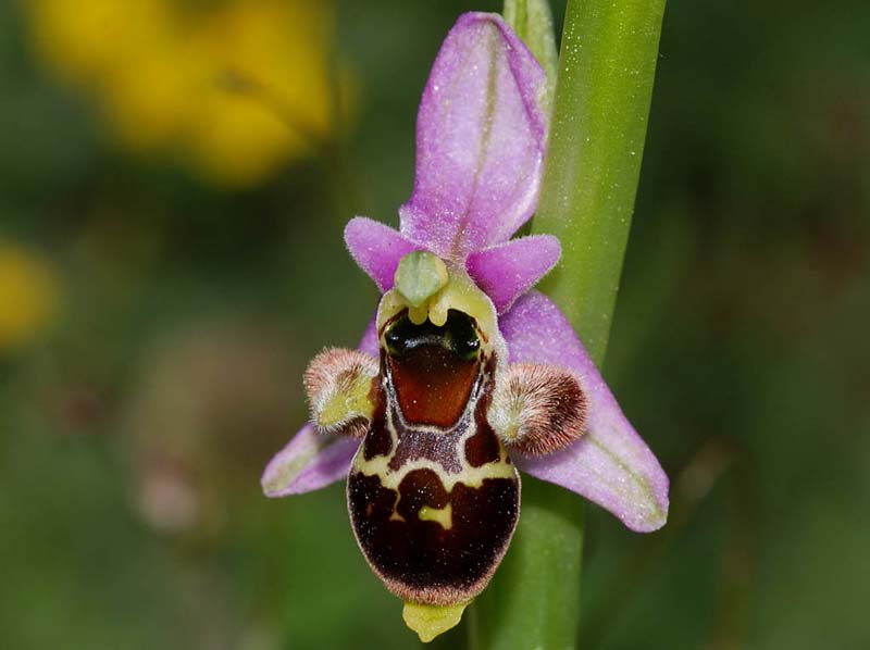 Ophrys_scolopax2_IP_cd