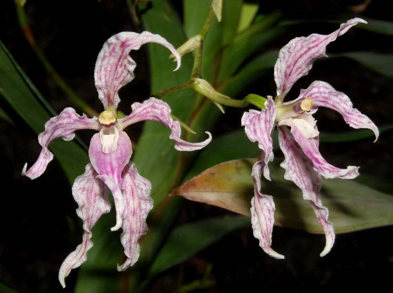 odontoglossum_alboroseum_ws_cd