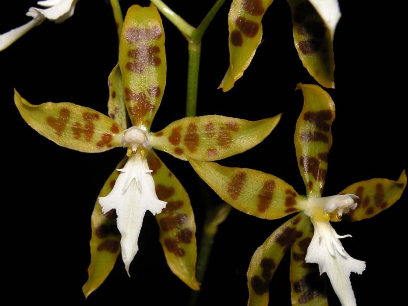 odontoglossum_ariasii_cd