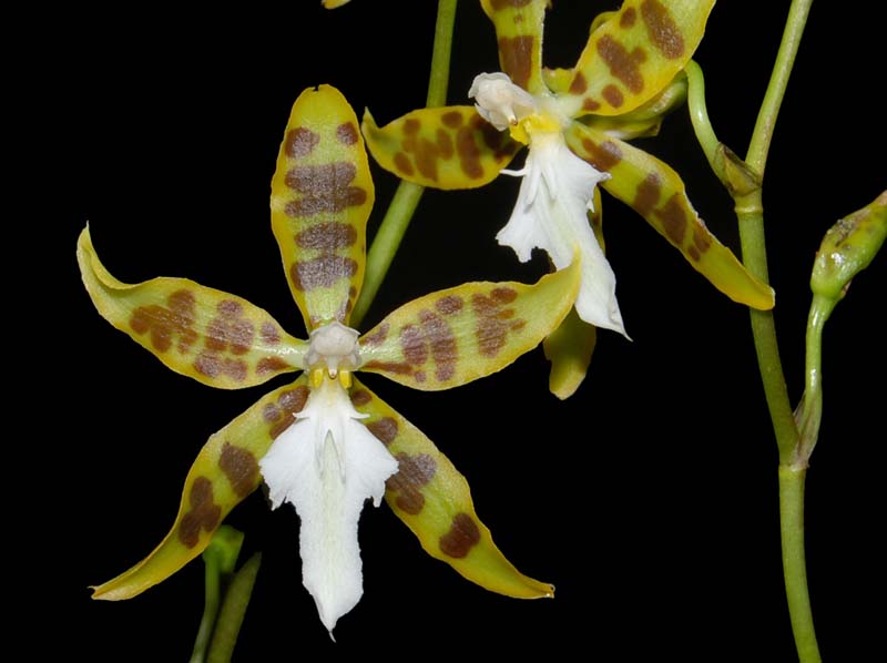 odontoglossum_ariasii_ws_cd