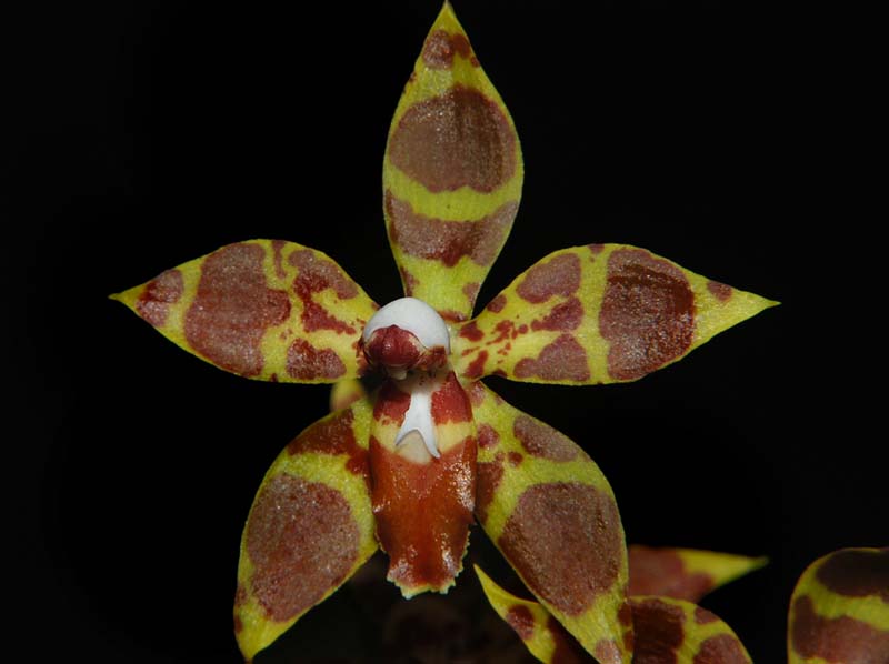 odontoglossum_armatum_ws_cd