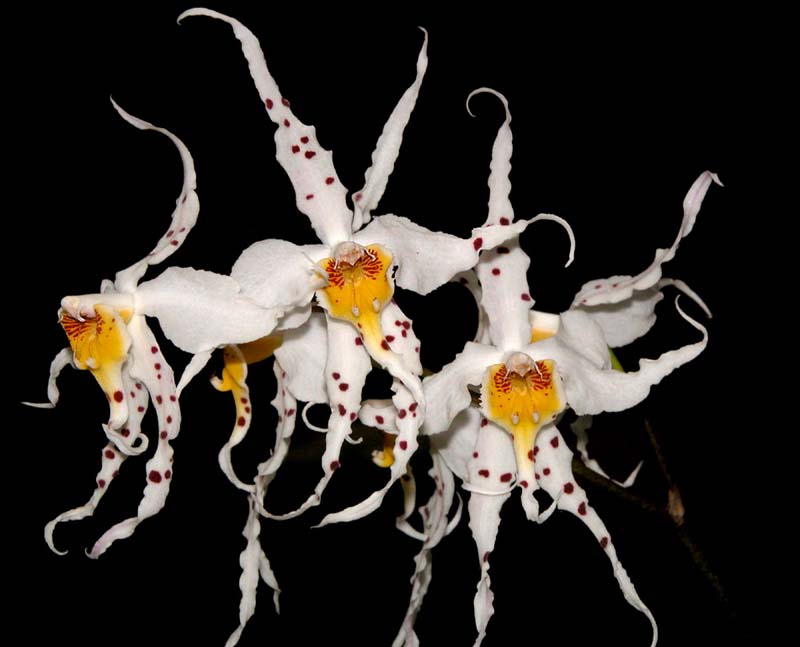 odontoglossum_cirrhosum2_cd