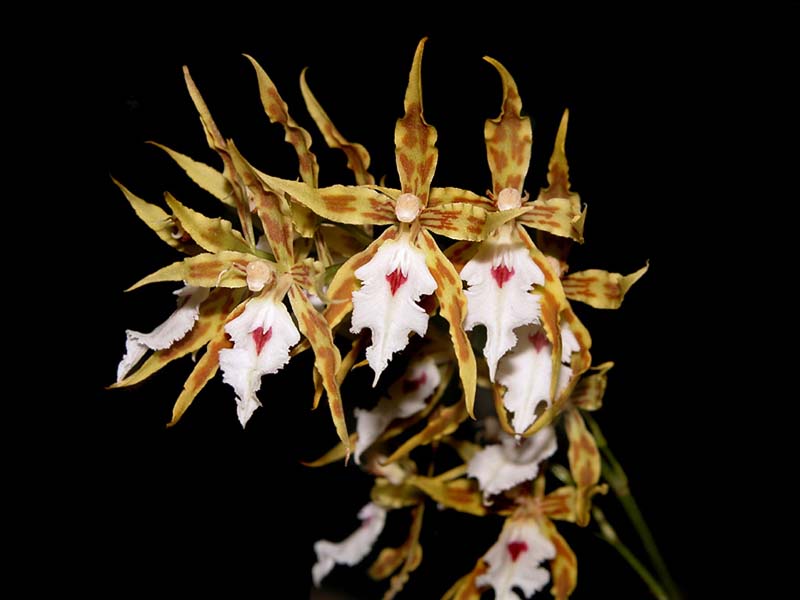 odontoglossum_constrictum_cd