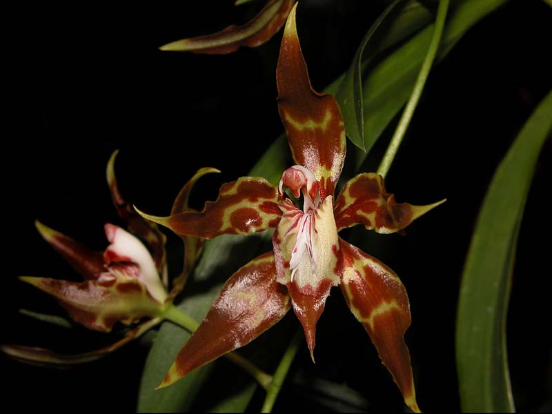 odontoglossum_cristatellum2_cd