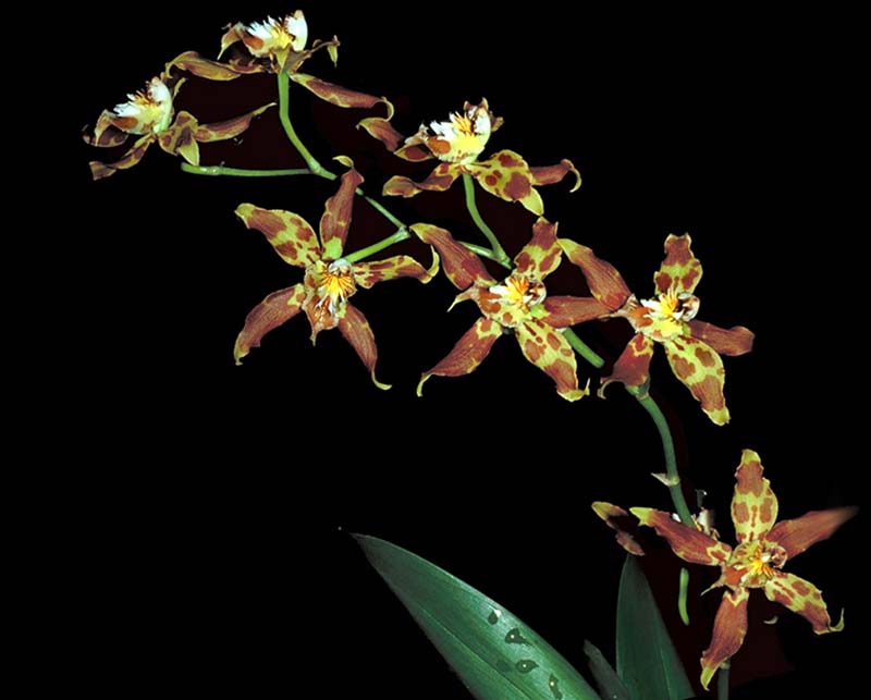 odontoglossum_cristatellum_cd